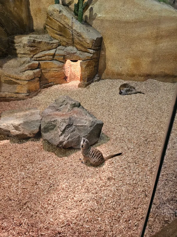 라라쥬 동물