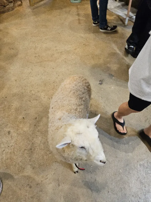 동물원 양