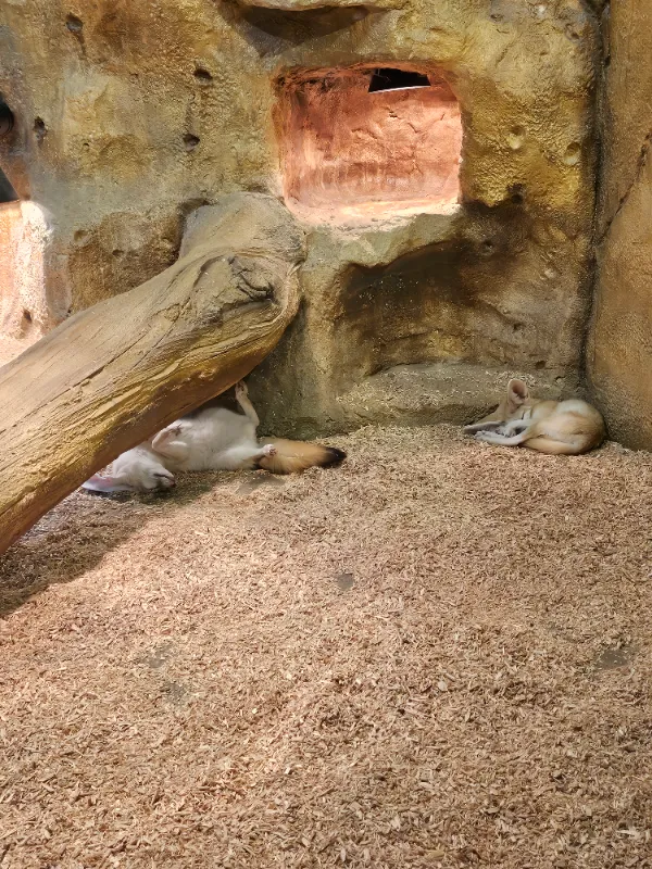 라라쥬 동물