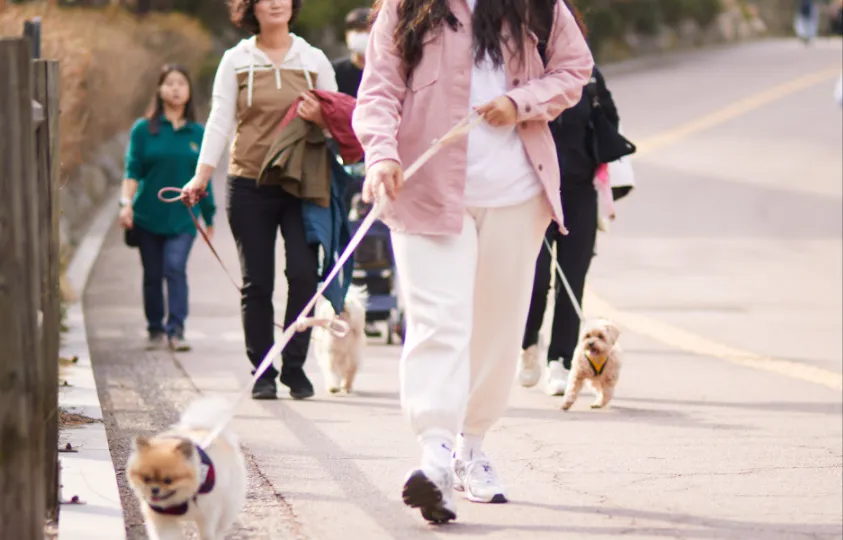 반려견 훈련사와 함께하는 남산둘레길 트래킹